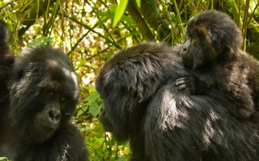 Mountain Gorilla Mothers and Babies in Rwanda's Volcanoes National Park