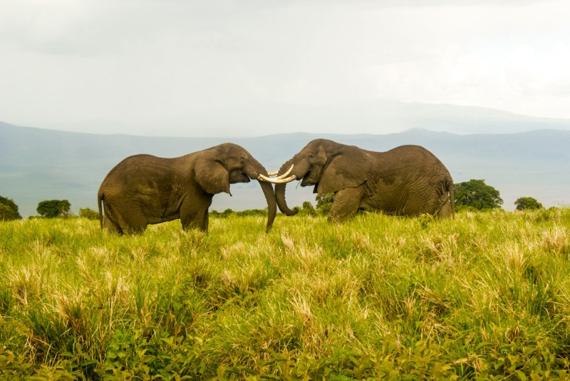 Two elephants facing each other with tusks touching each other in Ngorongoro Highlands, part of the Ngorongoro Conservation Area