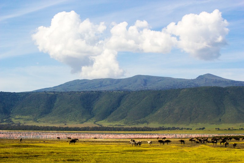 Wildebeests and Zebras near a lake with flamingos in the Ngorongoro Crater