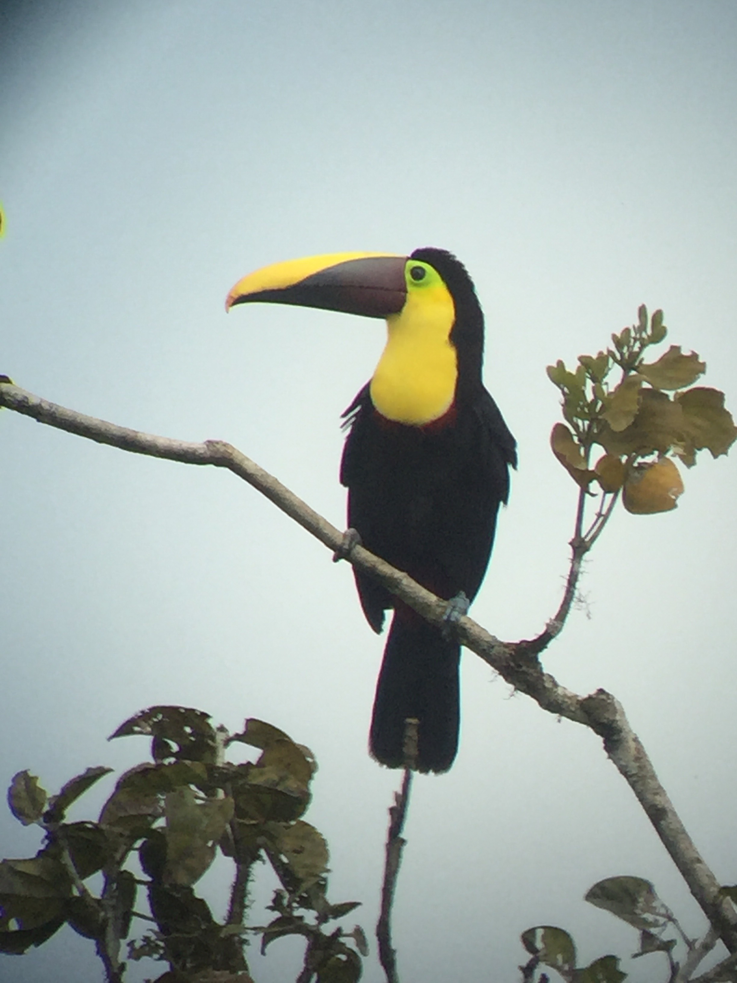 toucan1