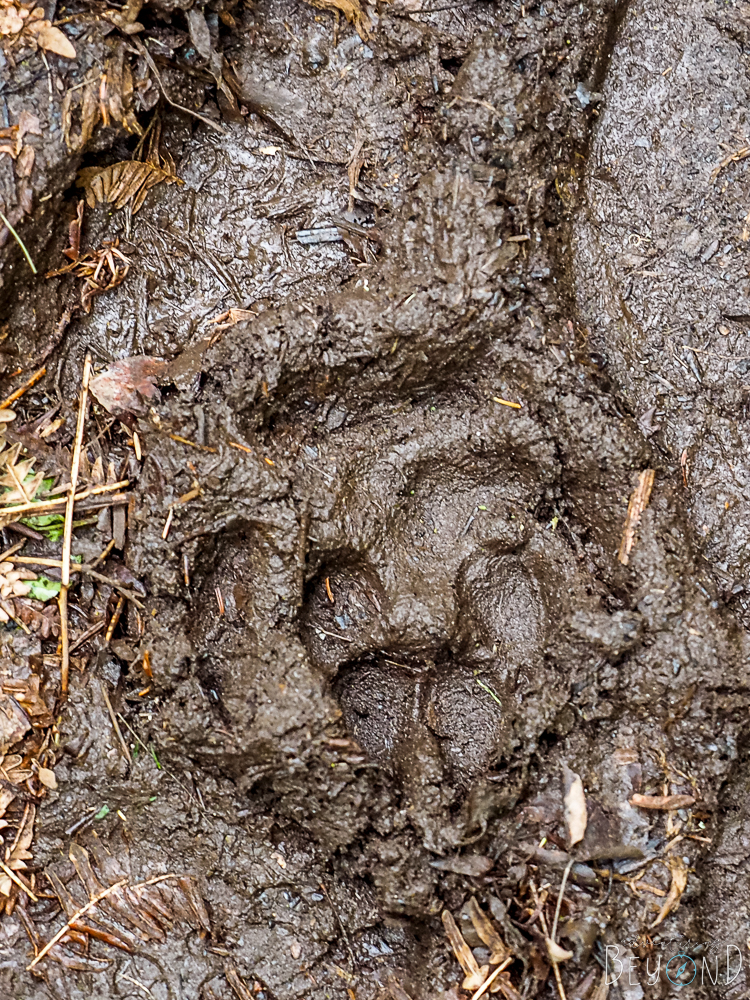 Wolf Track