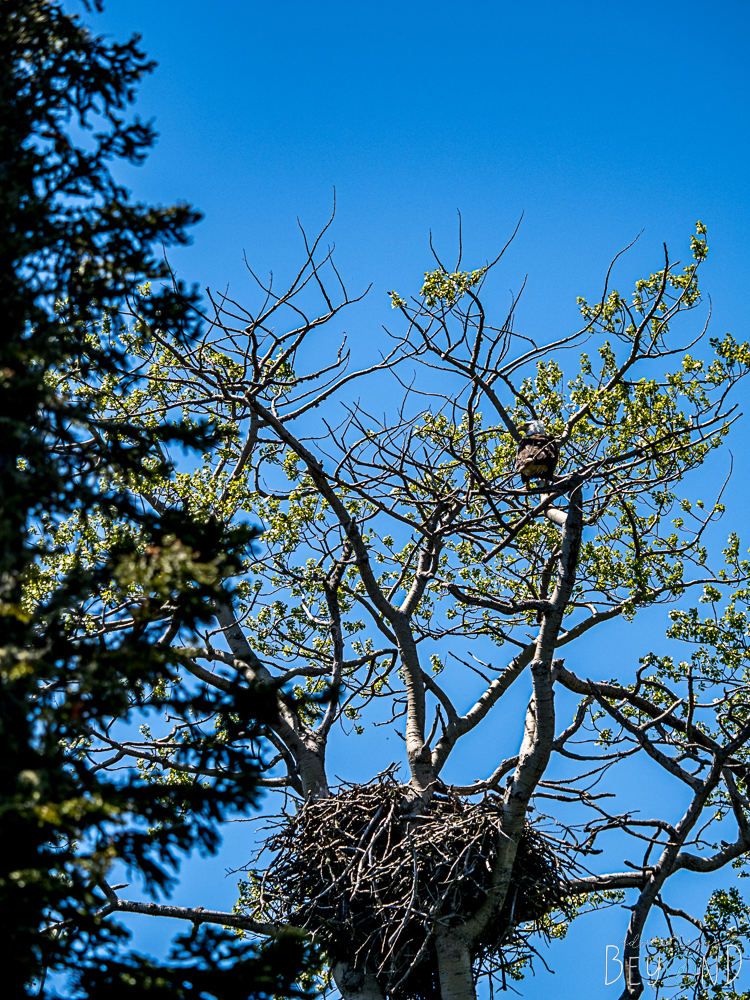 Eagle and nest on Scoville Point Trail