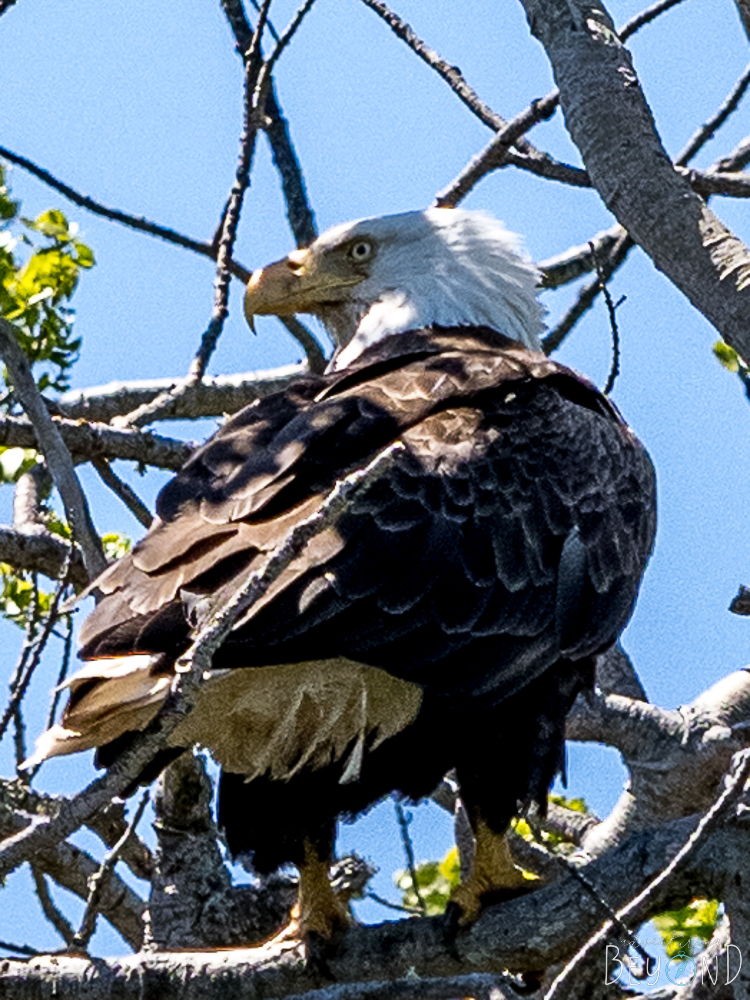 Eagle on Scoville Point Trail