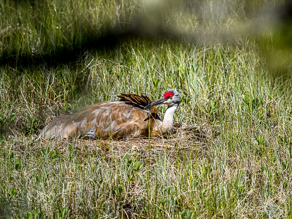 Sandhill Crane on Scoville Point Trail