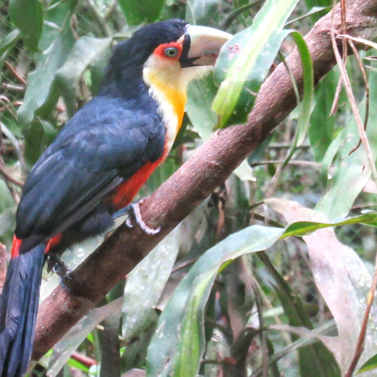 Toucan 2