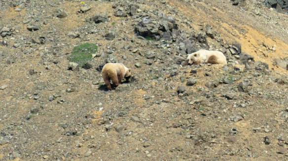 Momma Grizzly watching one of her cubs.