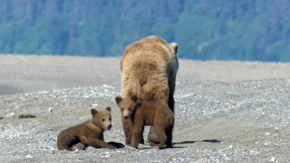 Wilderness Bear-Viewing-Tour-in-Alaska-National-Park