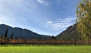 Franschoek wine