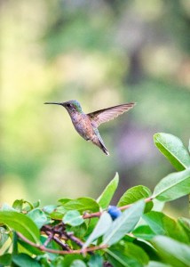 Rara Avis Fortified wine hummingbird