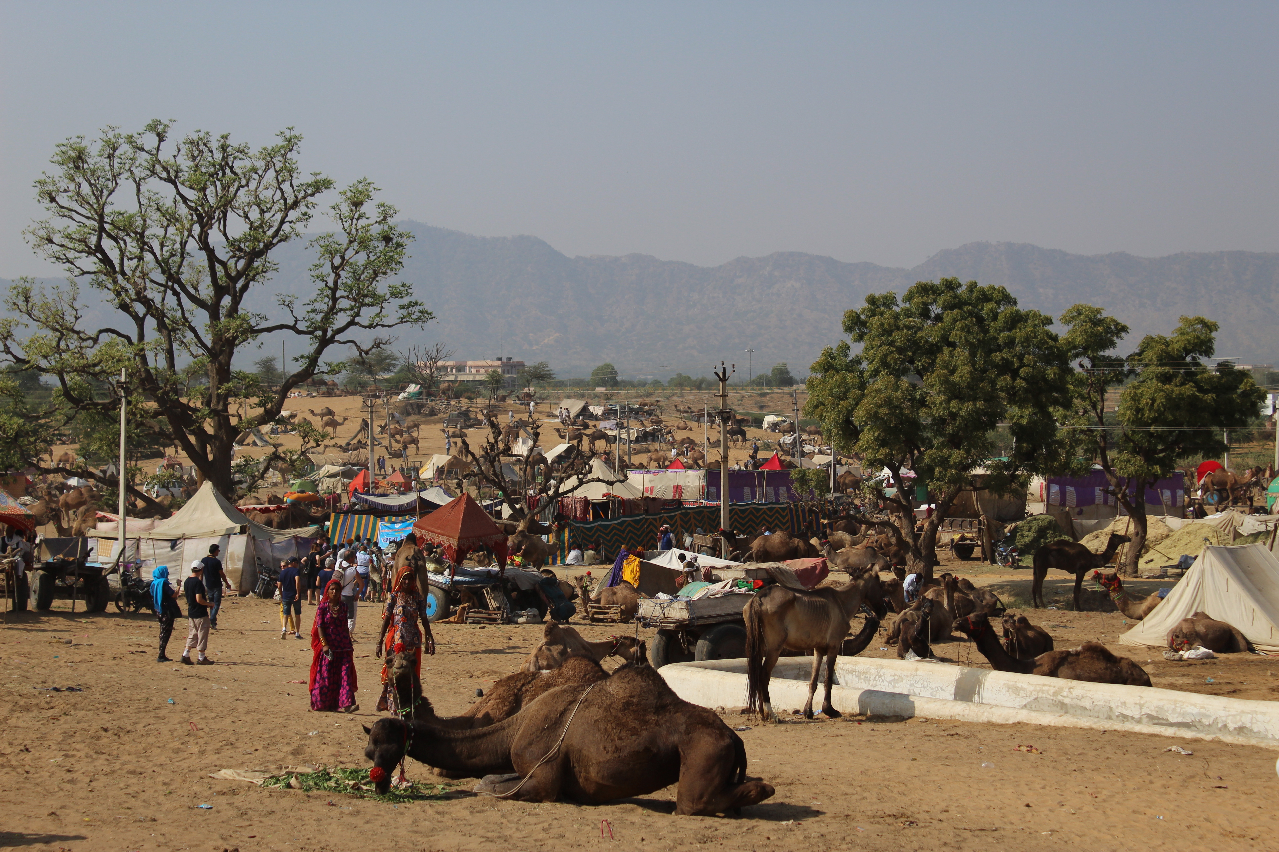 The Camel Fair