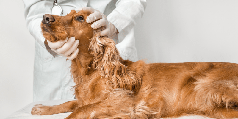 Cecile siedlecki received her b.s. What To Expect For Your Pet S First Ophthalmology Appointment