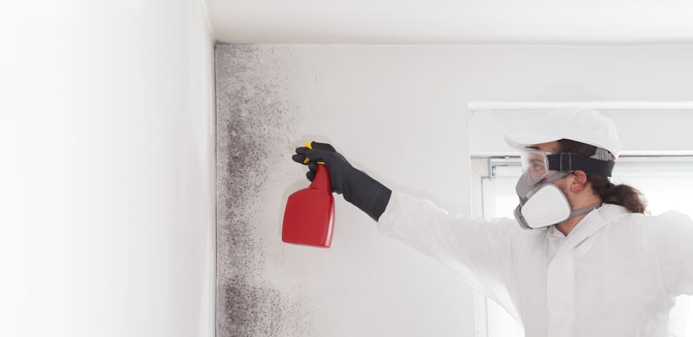 Mold Remediation Process