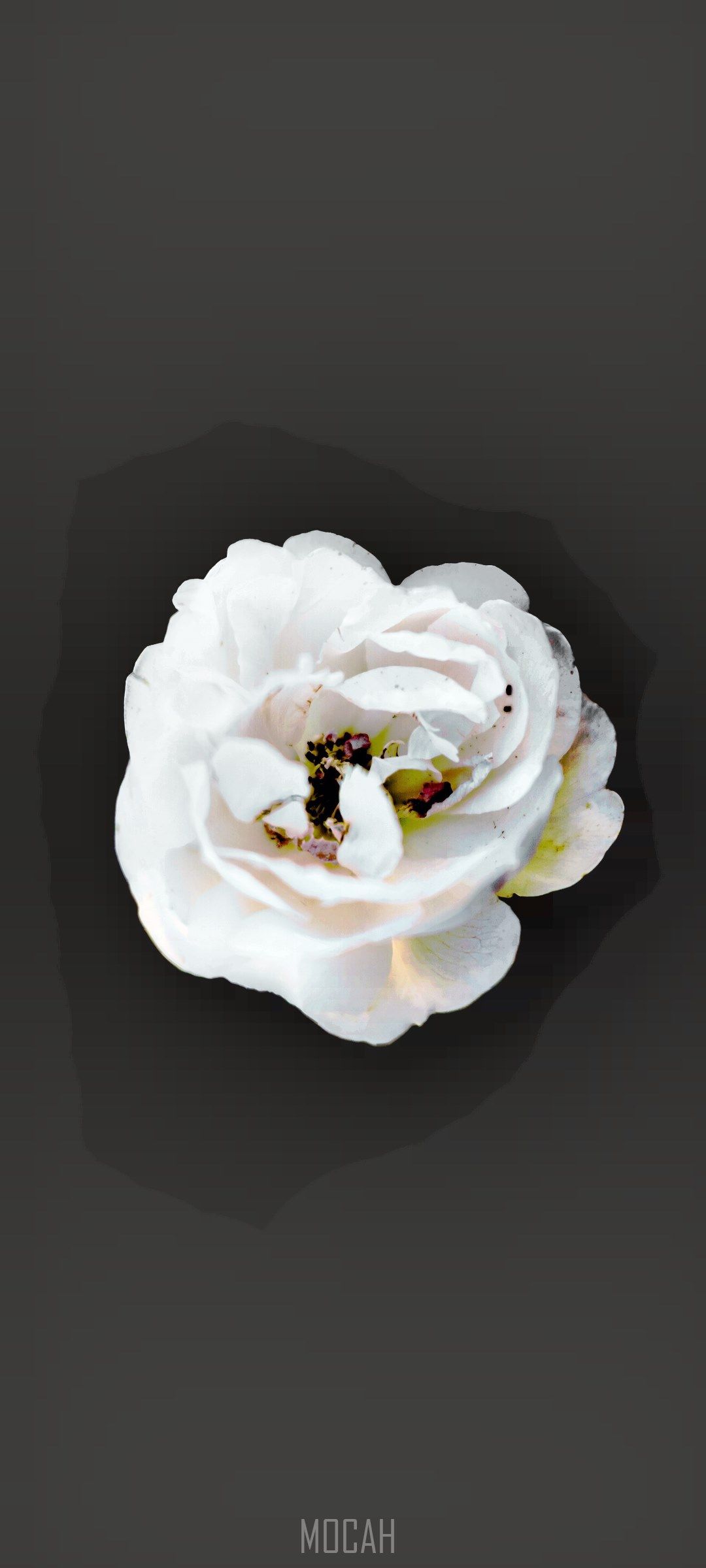 Cover Image of the Post