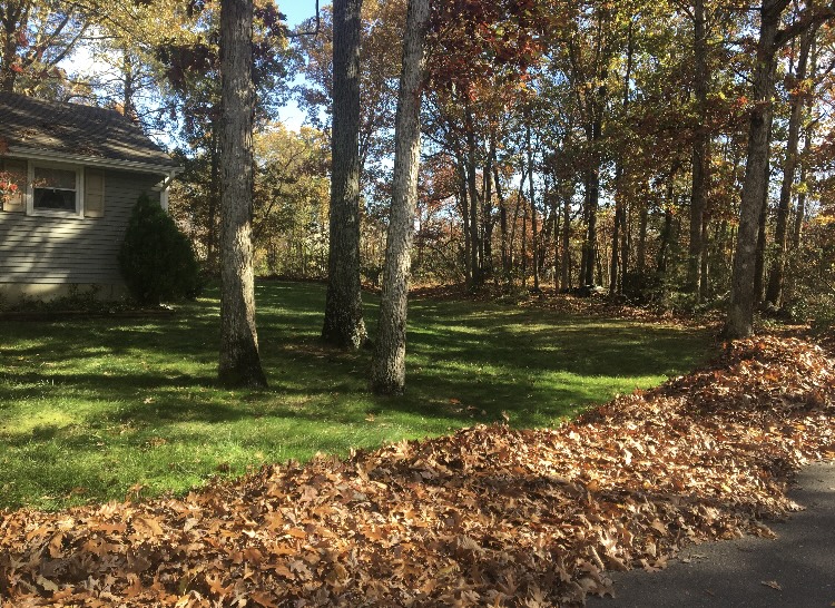 Fall lawn care and leaf cleanup before winter