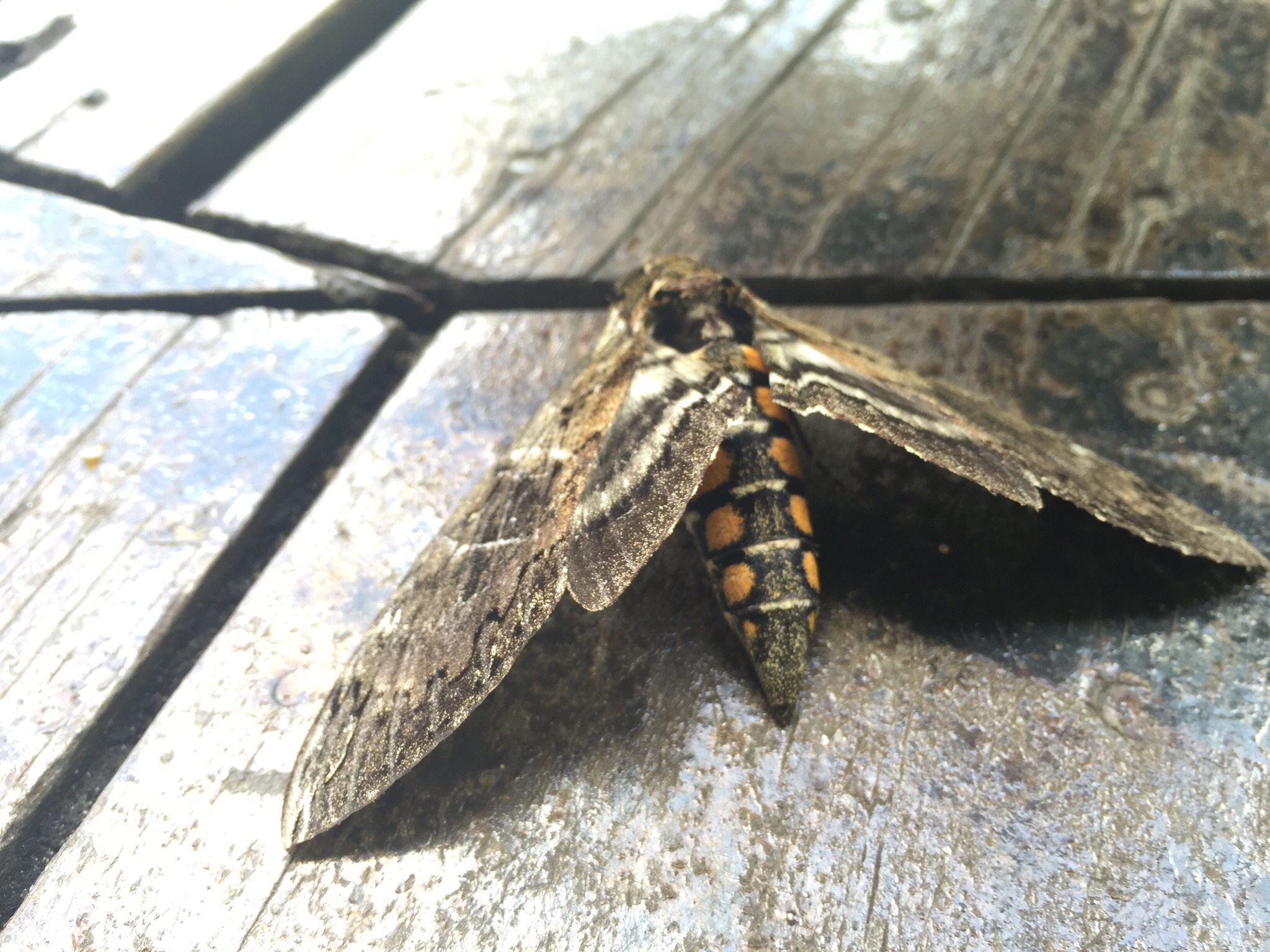 Hawk moth (we think)
