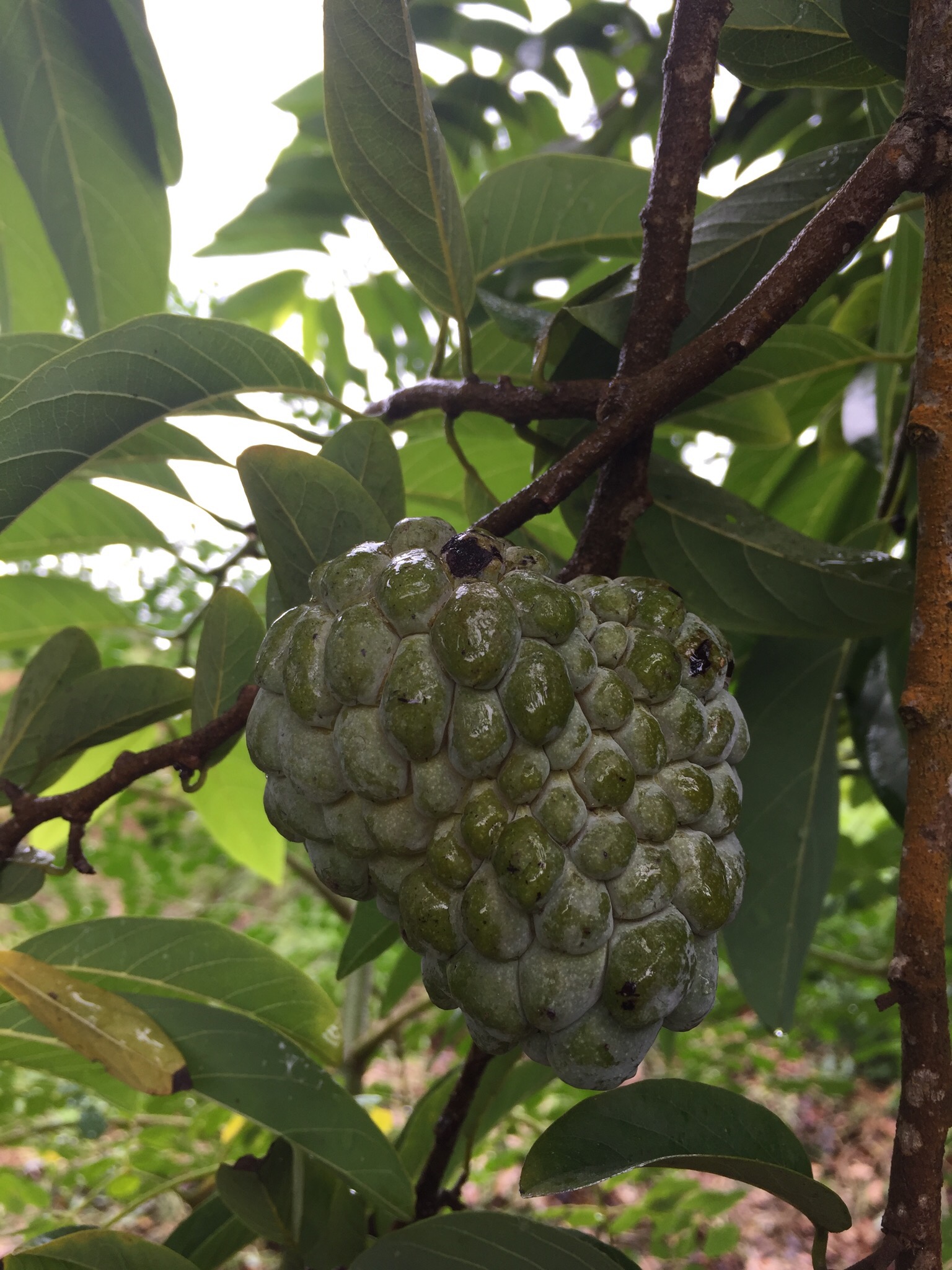 Sugar apple, or sweetsop