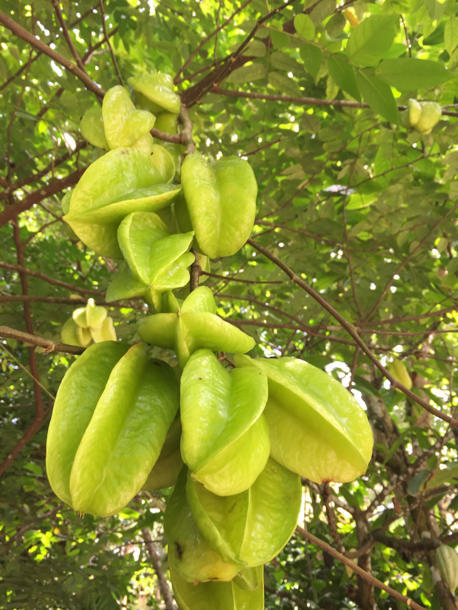 Star fruit