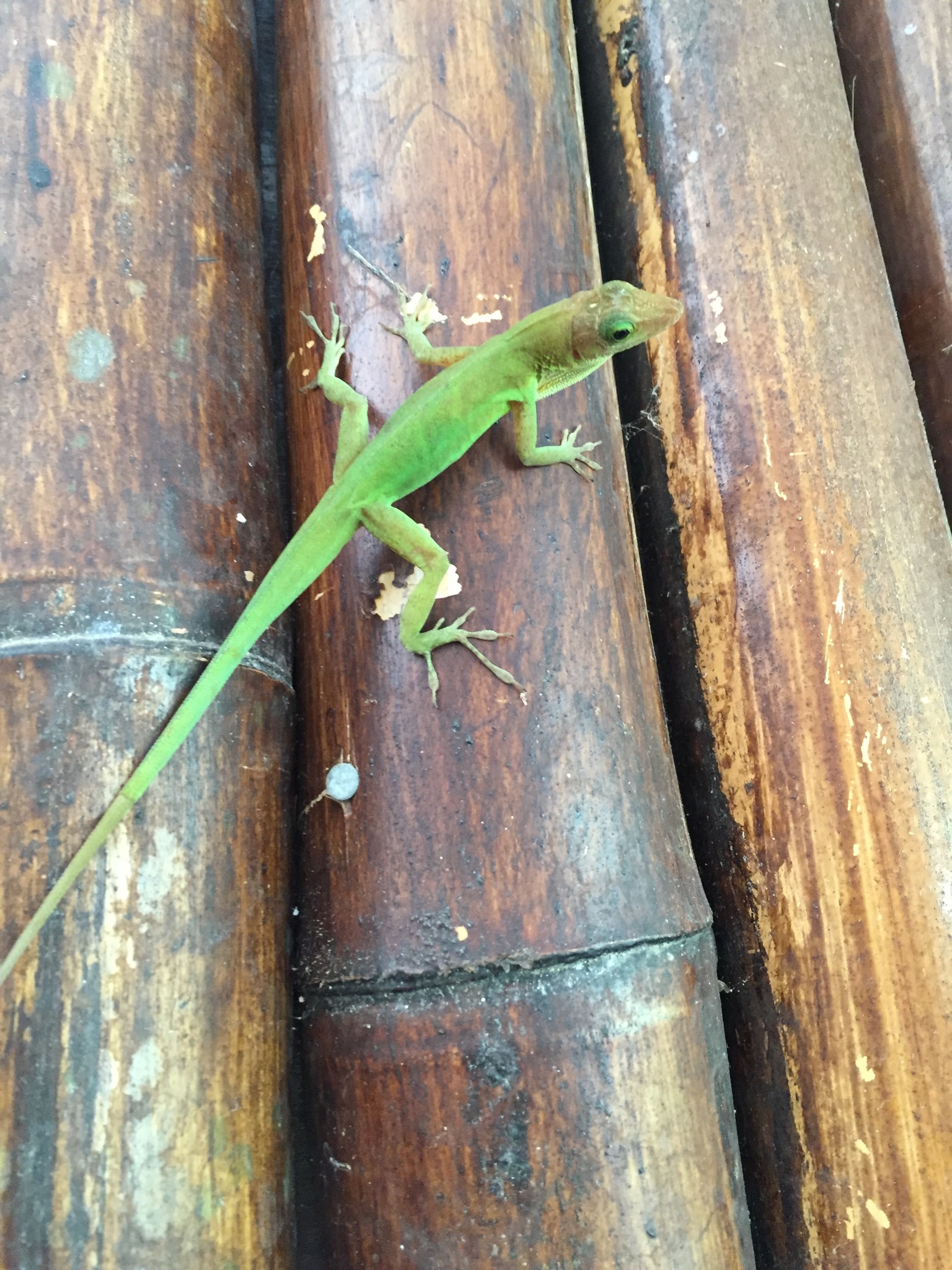 Anole