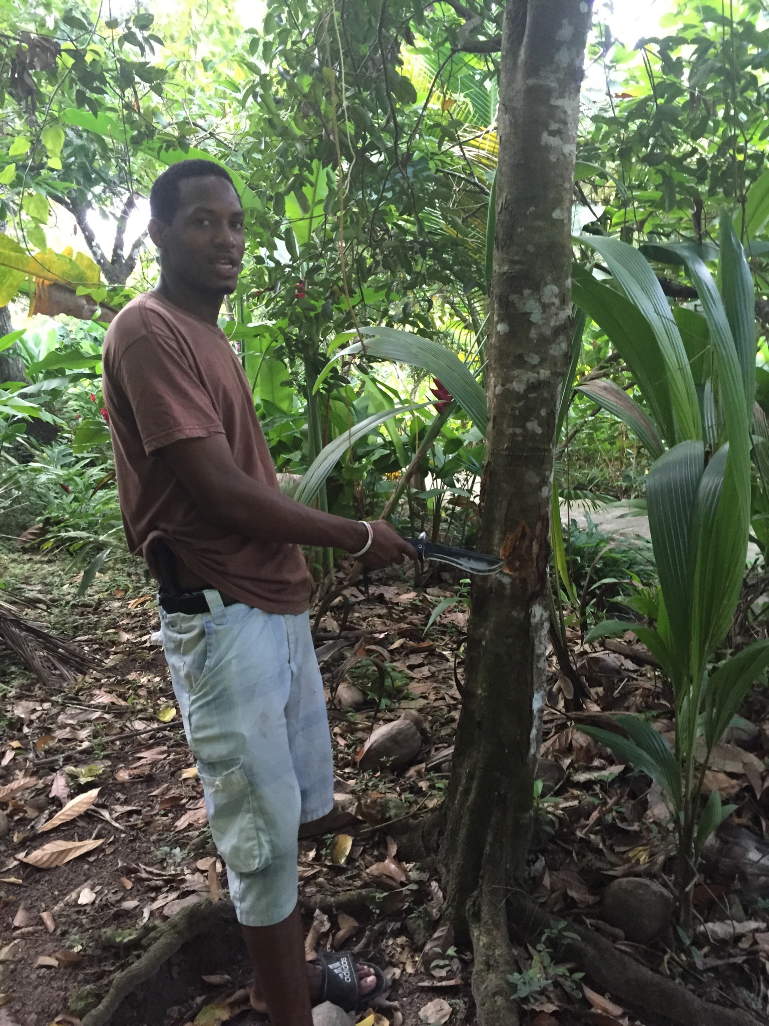 Phillip barking a cinnamon tree