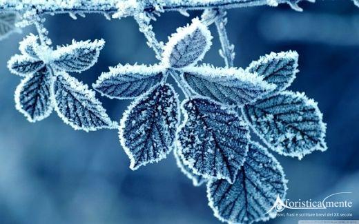 Ottieni immagini Frasi Citazioni E Aforismi Sul Freddo Aforisticamente il piu cool da parte di