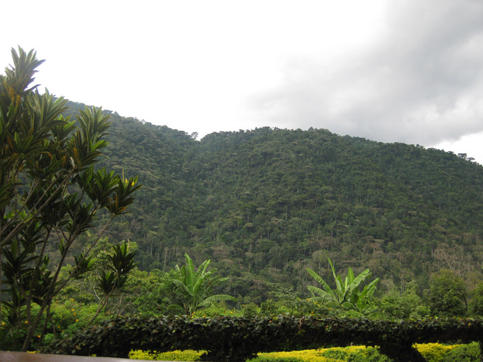 Bwindi-Impenetrable-Forest