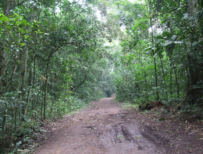 Kibale-Forest