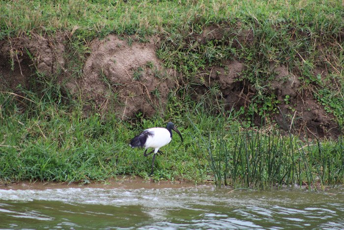 birding-Uganda