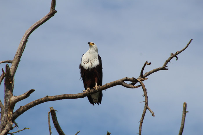 fish-eagle