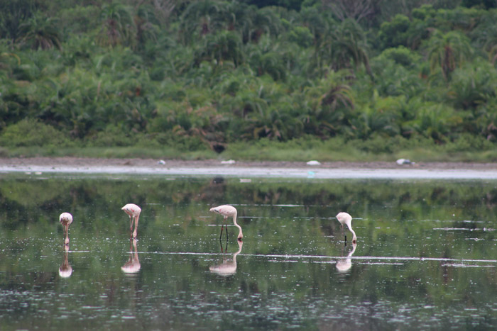 flamingo