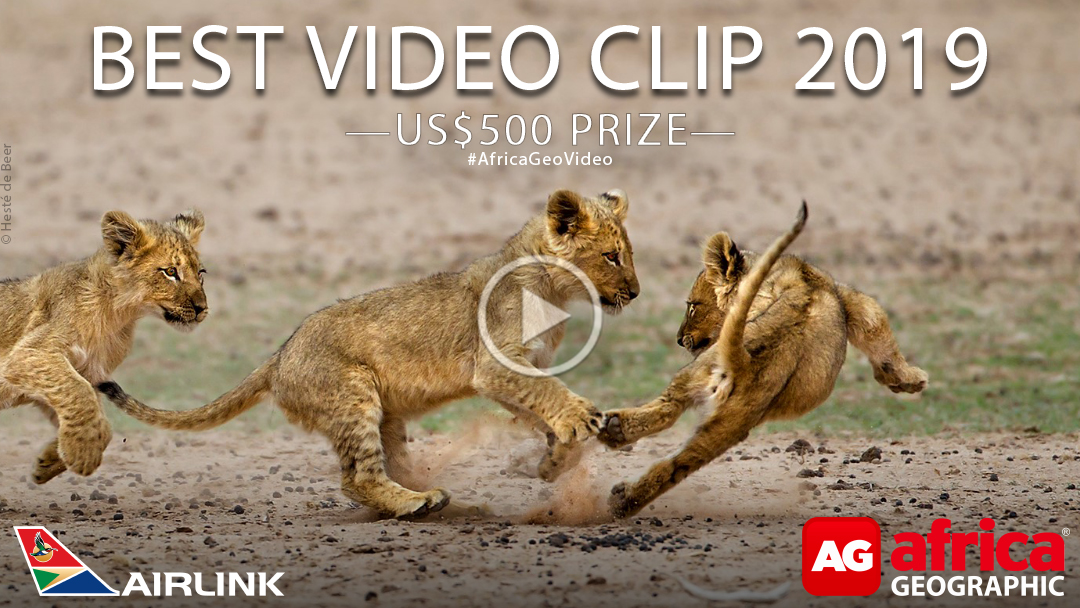 Best Video Clip Entry Details Africa Geographic