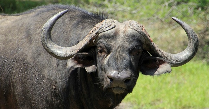 News Wrap Buffalo Kills Hunter Zambia Reinstates Plan To