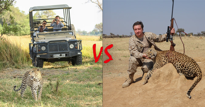 Leopard Trophy Hunting Let S Talk Numbers Africa Geographic