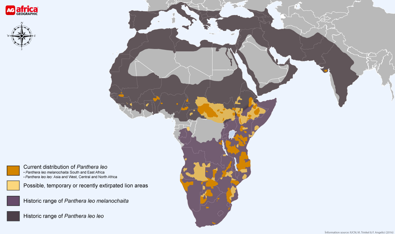 Where Do Lions Live On A Map At Dina Mcalpin Blog Panthera Leo Map 