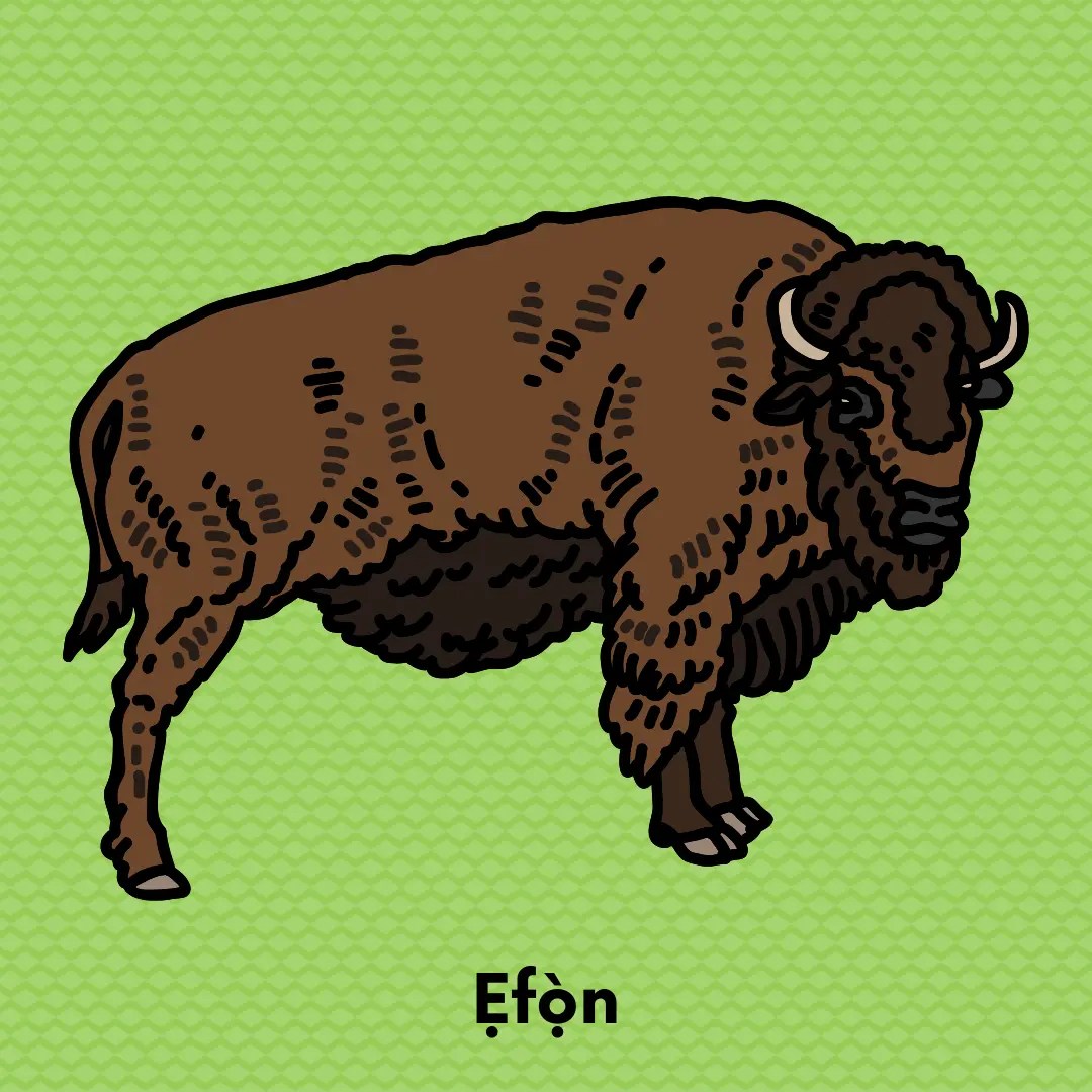 Bison