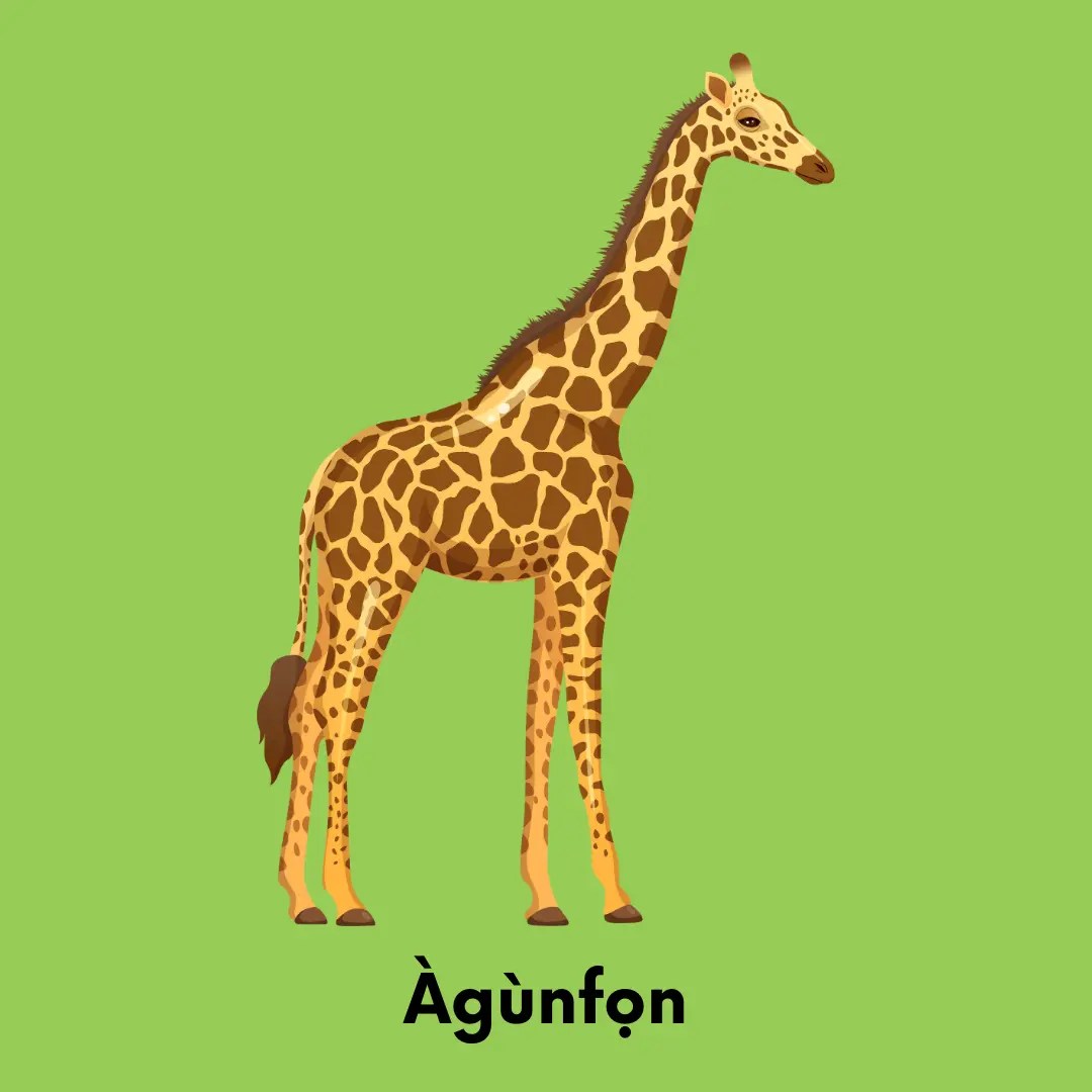 Giraffe