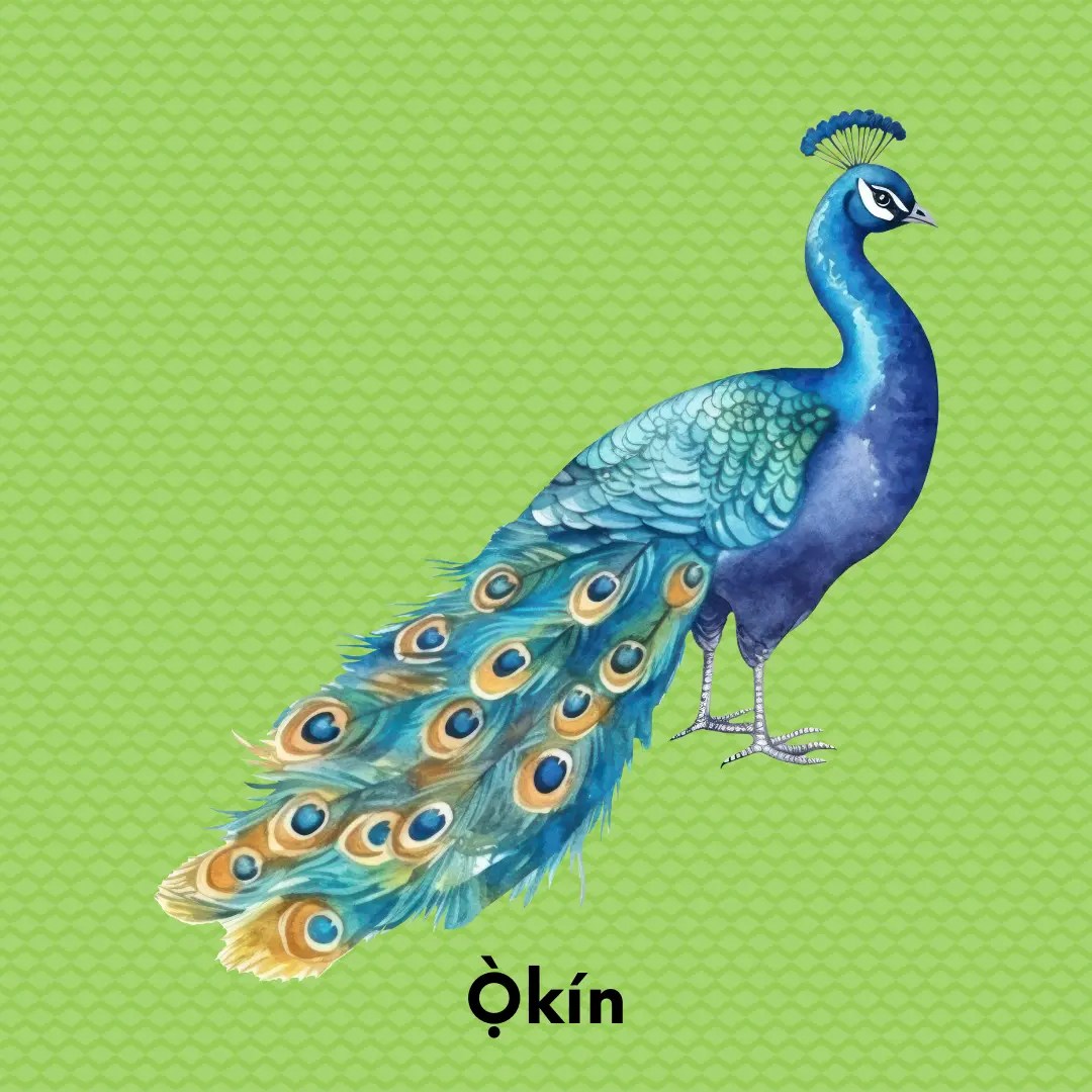 Peacock