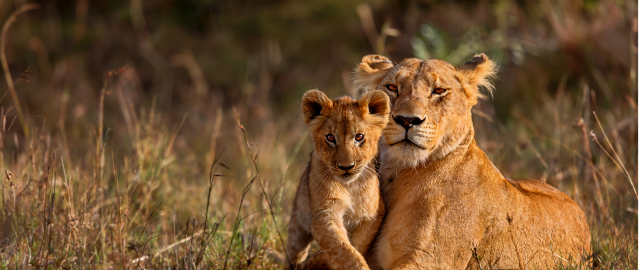 About Us Safari Company Tanzania L African Queen Adventures