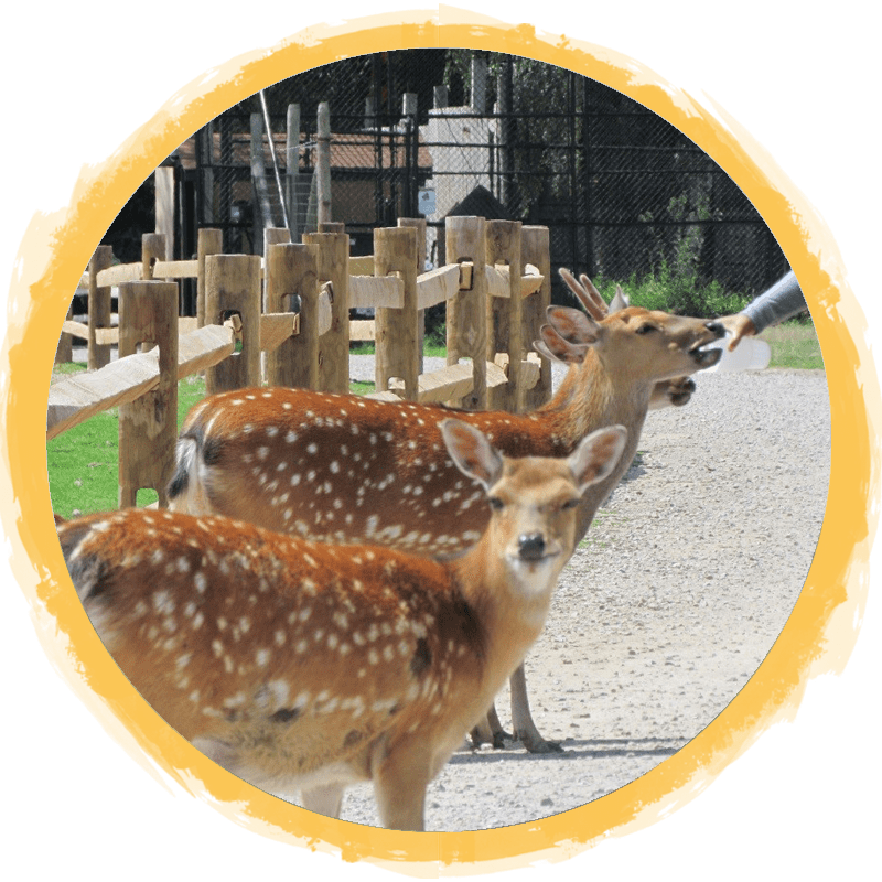 Sika Deer: 2.5ft, from Japan | African Safari Wildlife Park
