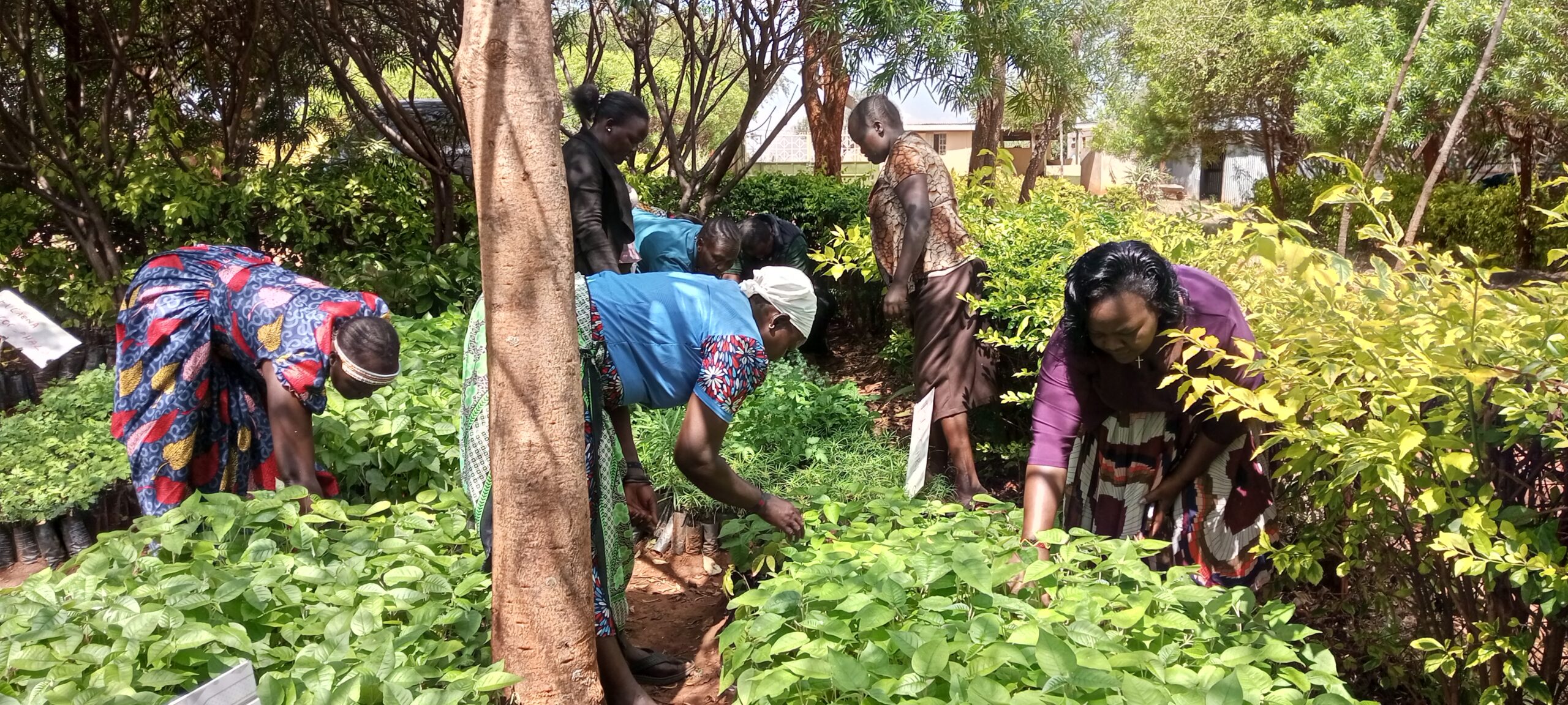 Madam Caroline Menach the Principal of St. Elizabeth Girls’ High  School-Morpus (Right) joins other women in inspecting tree seedlings.