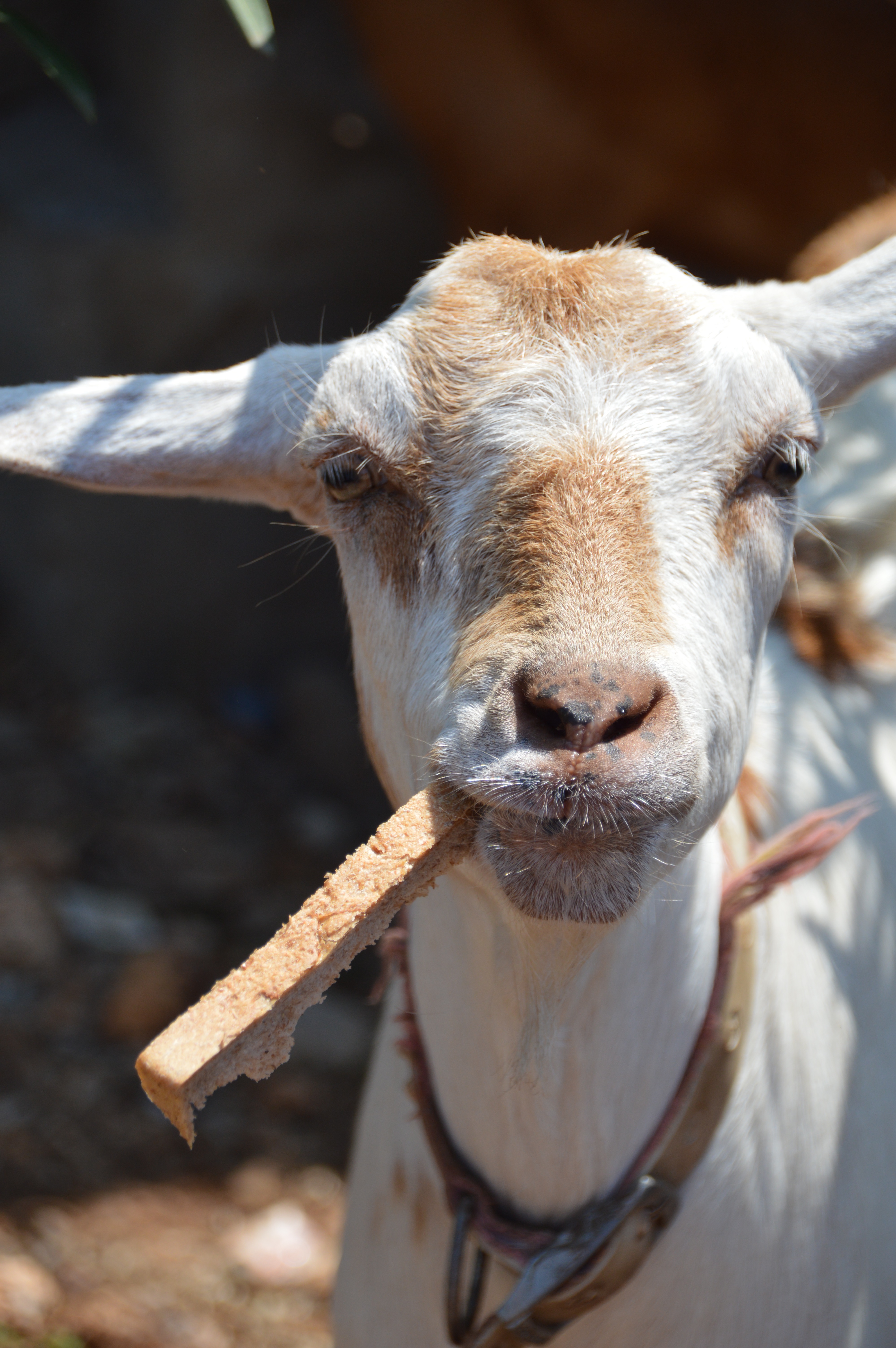 Seeing goats every single day = happy Shannon