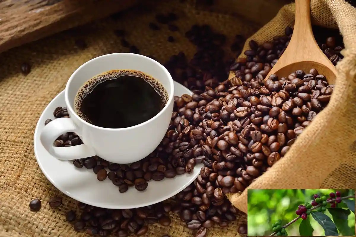 Revitalisatiоn de l'industriе du café à Madagаscar