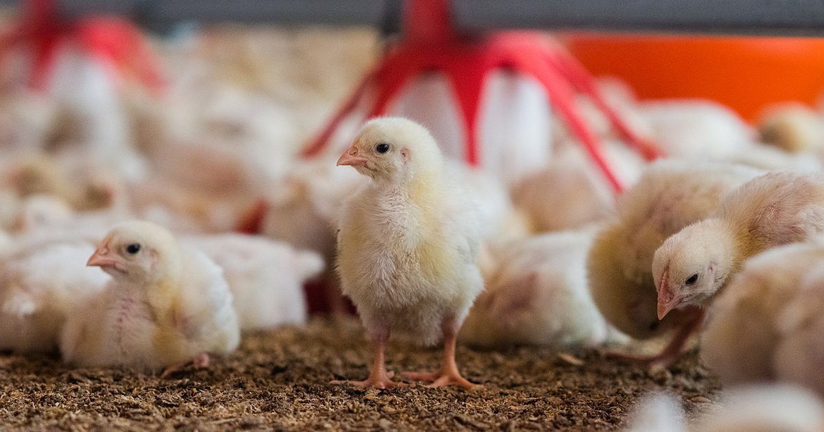 Poultry Farming In 2022: Starting a Poultry Farm