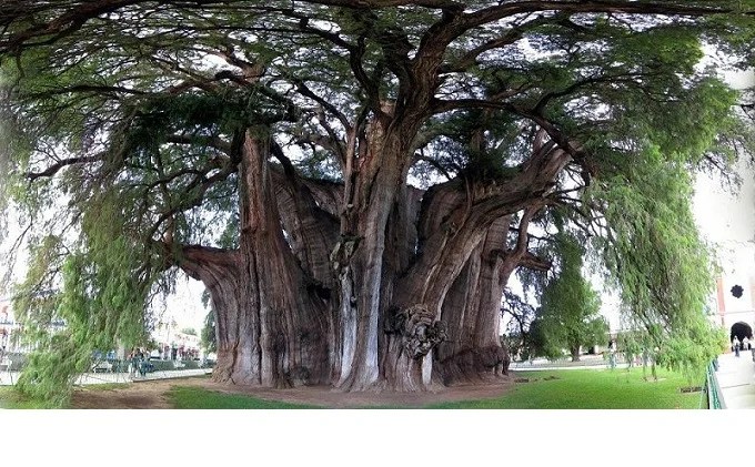 Thule tree: the thickest tree in the world – Afrinik