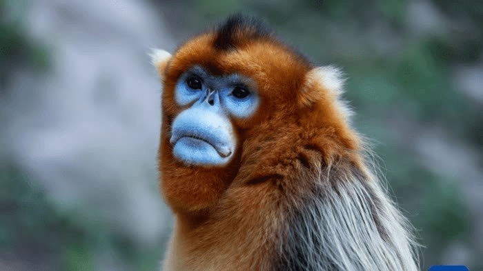 First Golden Snub‑Nosed Monkey Born Outside Asia Makes Debut At French Zoo