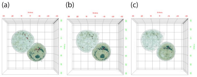 Cell Cell Interaction Lambda Biologics - Best Light Designs in Retina