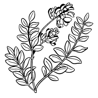 Astragalus Gentlemen's Edge