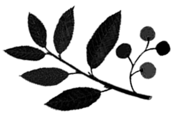 Pygeum Africanum may support healthy hair growth and improve hair condition by blocking DHT. It stimulates scalp circulation and helps oxygen and vital nutrients reach hair roots and follicles where needed.