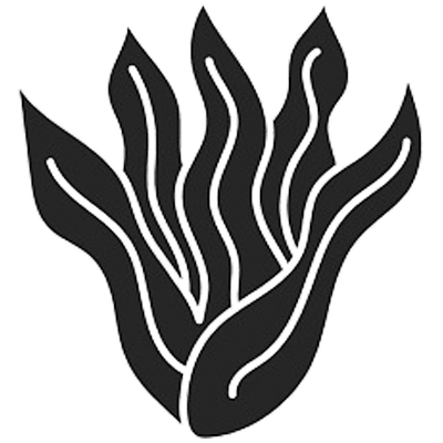 Wakame is a species of sea vegetable commonly referred to as seaweed. It acts as cleansing, calming, and anti-aging for the skin. It also protects skin from acne, unclogs, pores, dry skin, and cracked heels.