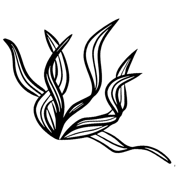 spirulina Spirulina Essence+