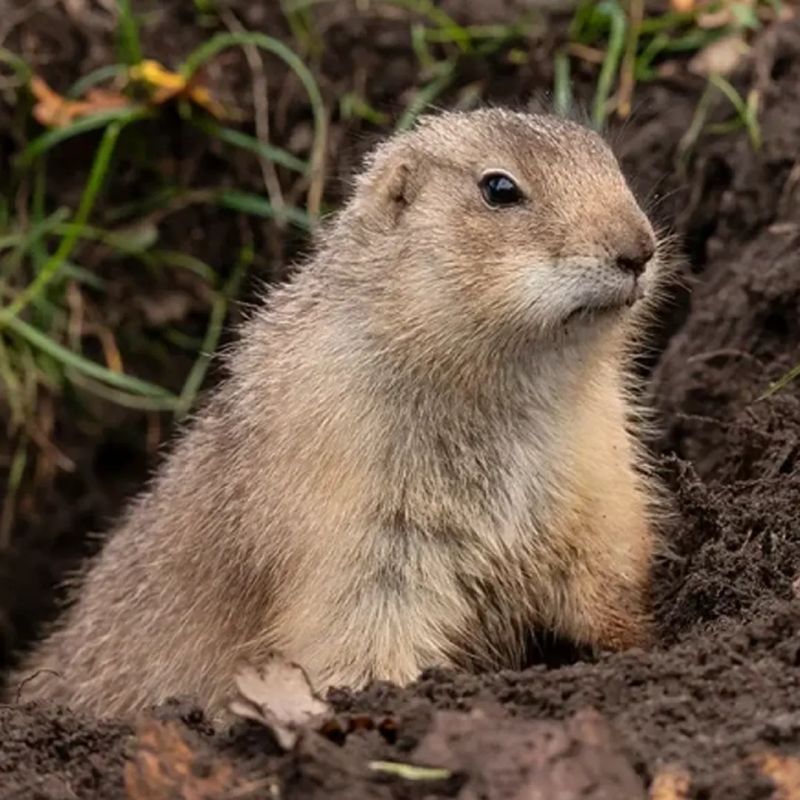 Gopher And Mole Control By Knockout Pest Control Termite - Best Space Pictures in High Resolution